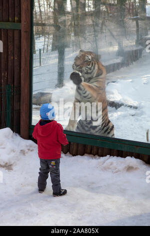 Un ragazzo guarda una tigre di Amur in un involucro in Gdansk Oliwia zoo. Foto Stock