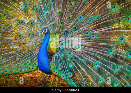 Feathery Peacock beauty Foto Stock