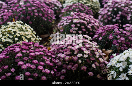 Siviglia, Spagna. Parigi Daisy, Marguerite Daisy, o semplicemente Marguerite (Argyranthemum frutescens). Bianco, rosa e viola e boccole a margherita. Foto Stock