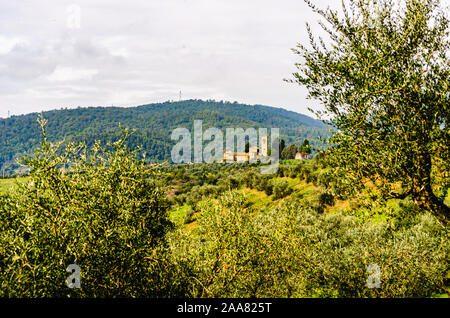 Artimino, Toscana, Italia, vecchia Ss. Maria e Leonard (Maria e Leonardo) chiesa parrocchiale fra verdi coltivate sulle colline terrazzate con alberi di olivo oliveti Foto Stock