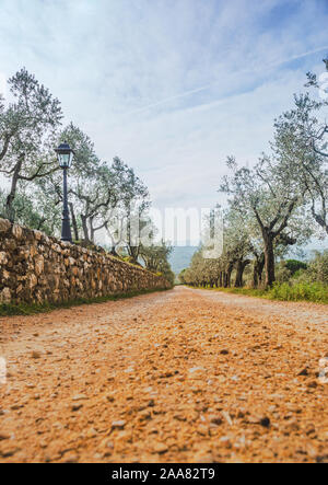 Toscana, Italia generico paese sporco strada che conduce a un punto di fuga tra il verde di olivi uliveti situati sotto una copia di grandi dimensioni spazio bianco sullo sfondo del cielo Foto Stock