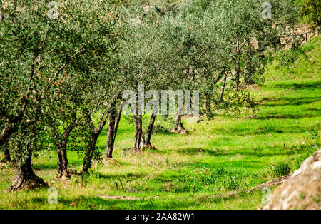 Regolare bellissimi oliveti alberi in tipica toscana panorama collinare sotto il sole Foto Stock