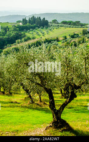 Generico tipico paesaggio toscano vista con bellissimi alberi di ulivo, coltivazioni, boschetti e verdi colline con cipressi sullo sfondo Foto Stock