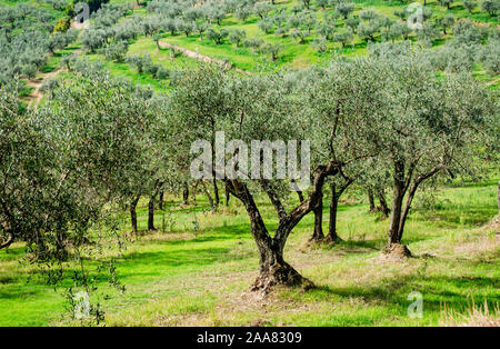 Regolare bellissimi oliveti alberi in tipica toscana panorama collinare sotto il sole Foto Stock