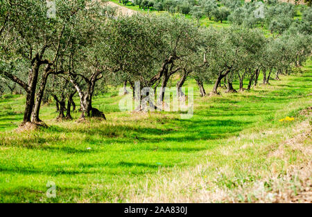 Regolare bellissimi oliveti alberi in tipica toscana panorama collinare sotto il sole Foto Stock