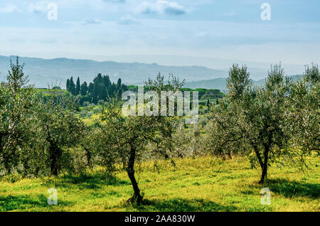 Generico tipico paesaggio toscano vista con bellissimi alberi di ulivo, coltivazioni, boschetti e verdi colline con cipressi sullo sfondo Foto Stock