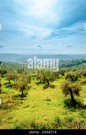 Generico tipico paesaggio toscano vista con bellissimi alberi di ulivo, coltivazioni, boschetti e verdi colline con cipressi sullo sfondo Foto Stock