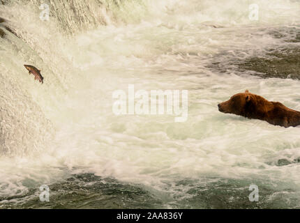 Sostenere la visione di un pesce, Brooks Falls, Katmai, Alaska Foto Stock