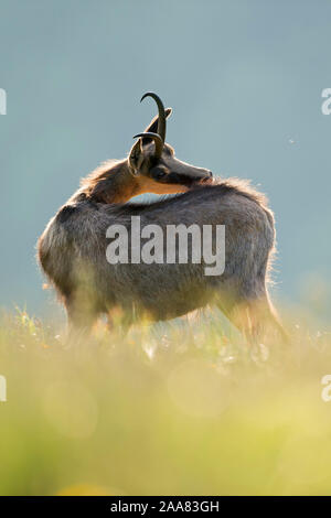 Il camoscio / Gaemse ( Rupicapra rupicapra ), adulto, in piedi in erba lussureggiante di una fioritura di prato alpino, toelettatura del suo dorso, bella luce splendente, la fauna selvatica, Foto Stock