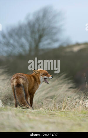 La Volpe rossa / Rotfüchse ( Vulpes vulpes ), coppia, coppia, incrocio incontro sulla sommità di una piccola collina, verificando ogni altro, durante la stagione di accoppiamento, la fauna selvatica, Foto Stock