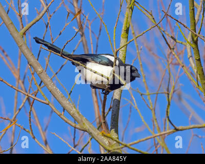 Gazza Pica pica nella siepe a Titchwell Norfolk Foto Stock