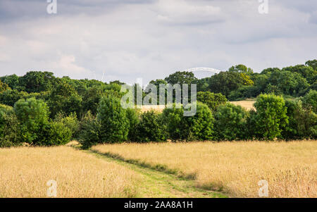 L'arco di Wembley Stadium tradisce la situazione urbanistica dei prati di Fryent Country Park e il bosco di Granaio Hill nel nord di Londra. Foto Stock