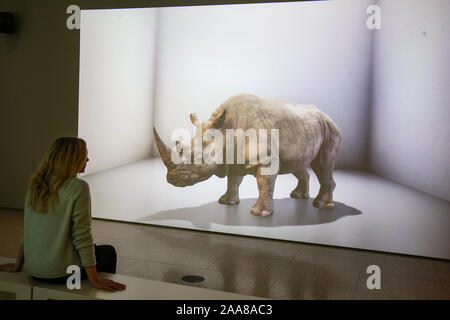 Londra REGNO UNITO 20 novembre 2019 Galleria d'arte assistente nella parte anteriore del sostituto 2019 Colore proiezione video audio surround, nel marzo 2018 l'ultimo maschio bianco settentrionale del rinoceronte, noto come il Sudan, morì, lasciando solo due femmine bianchi settentrionale rimanente sulla terra. La preoccupazione di creare nuove forme di vita e trascurando quelli esistenti è esplorare il sostituto. Dal cambiamento climatico di estinzione delle specie e di esaurimento delle risorse, gli effetti dannosi della vita moderna sono più tangibile che mai. Credito: Paolo Quezada-Neiman/Alamy Live News Foto Stock