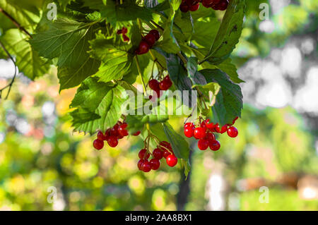 Viburnum bacche rosse in giardino. Frutti maturi cluster sul ramo verde. Foto Stock