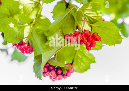 Viburnum bacche rosse in giardino. Frutti maturi cluster sul ramo verde. Foto Stock