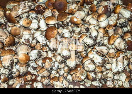 Grande pila di funghi porcini. Raccolta di piccoli funghi selezionato. Foto Stock