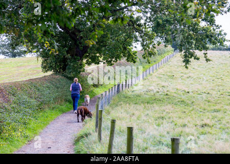 Dog walker sul campo di battaglia di Bosworth Heritage Center a piedi vicino a Sutton Cheney, Leicestershire, England, Regno Unito Foto Stock