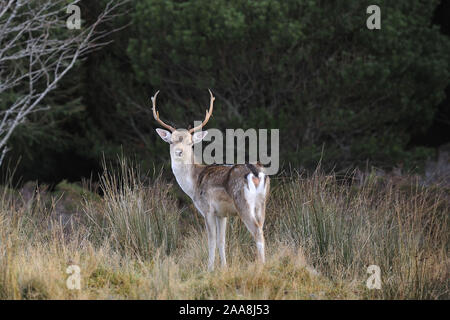 Daini nel bosco in Strath Tummel, Perthshire, Scotland, Regno Unito. Foto Stock