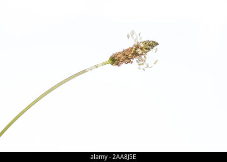 Pianta medicinale dal mio giardino: Planzago lanceolata ( ribwort piantaggine ) dettaglio del fiore isolato su sfondo bianco in orizzontale