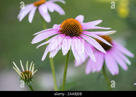 Dettaglio outdoor colpo di coneflower (Echinacea purpurea) con aperto e chiuso a fiori nella parte anteriore del unsharp giardino verde sullo sfondo Foto Stock