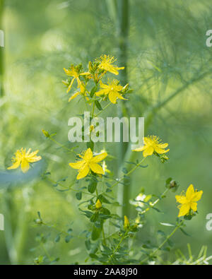 St John's-wort (Hypericum perforatum) fuori in giardino Foto Stock