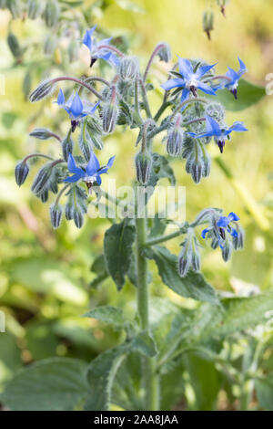 Fioritura blu borragine o starflower (borragine officinalis) con il gambo e le foglie fuori in giardino con un caldo colore sfondo non nitida Foto Stock