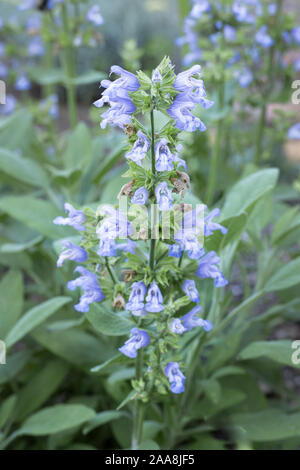 Close-up di blu fiore giardino comune salvia (Salvia officinalis) con molti fiori in primo piano e sullo sfondo all'aperto in giardino Foto Stock