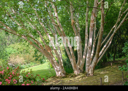 Gold-Birke (Betula ermanii 'Grayswood Hill') Foto Stock