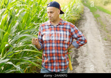 La mezza età caucasian contadino nel tappo di ispezione cornfield mais da qualche parte in Ucraina. Raccolto il concetto di cura Foto Stock