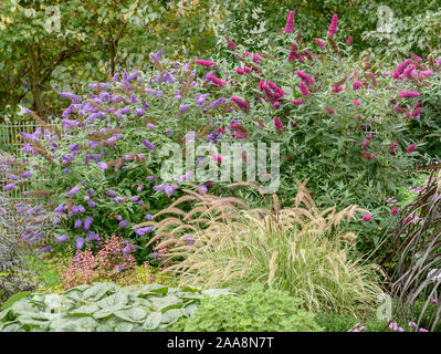 Zwerg-Sommerflieder (Buddleja BUZZ® velluto), Zwerg-Sommerflieder (Buddleja BUZZ® BLUE) Foto Stock