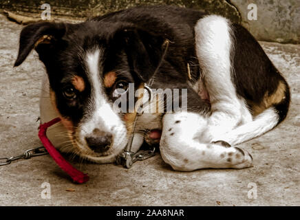 Un simpatico comuni indiana paria cane randagio chiamato anche razze pure cane nativo o Desi cane strada guardando la fotocamera. Vista frontale Close up ritratto. Un fedele c Foto Stock