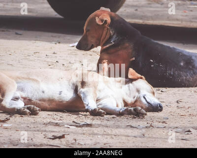 Il comune paria indiano Cane randagio chiamato anche razze pure cane nativo o Desi cane di strada in strada di Calcutta, India, Sud Asia Close up verticale Foto Stock