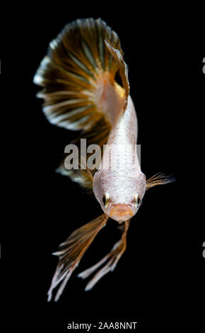 Silver dragon betta siamesi lotta contro la pesca in azione. Foto Stock