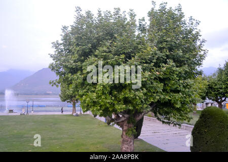 Unico grande arrotondato topiaria da tettoia di un albero di acero( Acer laurinum Sapindaceae) in una giornata di sole in giardino cortile anteriore con il blu del cielo e distante himalaya Foto Stock