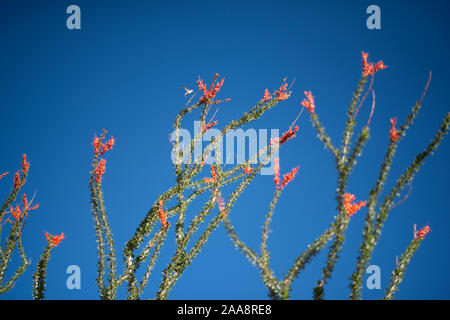 Ronzio di alimentazione di uccelli su ocotillo fiori di colore rosso con vivid blue sky. Foto Stock