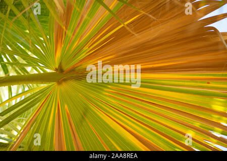 Close up di giallo e verde palm frond Foto Stock