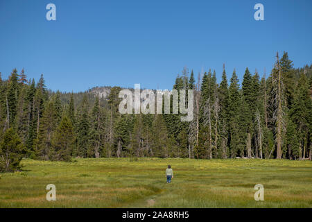 Donna che cammina sul sentiero escursionistico attraverso grandi erba verde valle nella foresta Foto Stock