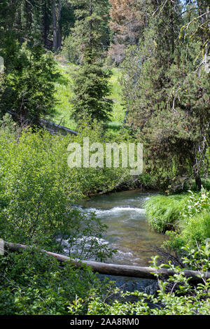 Creek in esecuzione attraverso il lussureggiante California del Nord forest Foto Stock