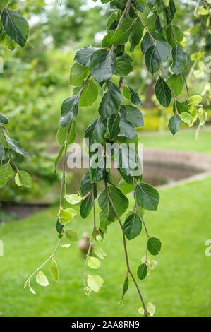 Trauer-Buche (Fagus sylvatica 'pendula") Foto Stock