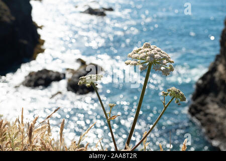 Bianco fiori selvatici con scintillante Oceano Pacifico in background Foto Stock