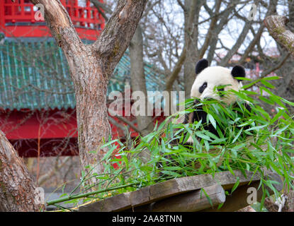 Un panda gigante mangia il bambù vicino a una pagoda Foto Stock