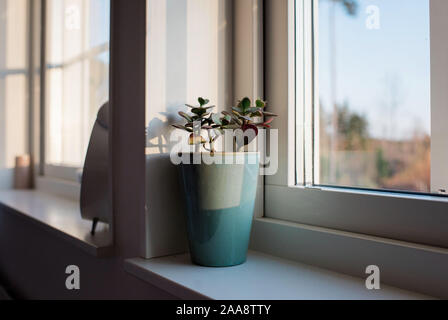 Impianto pot sat sul davanzale della finestra su una mattina di sole in una casa Foto Stock