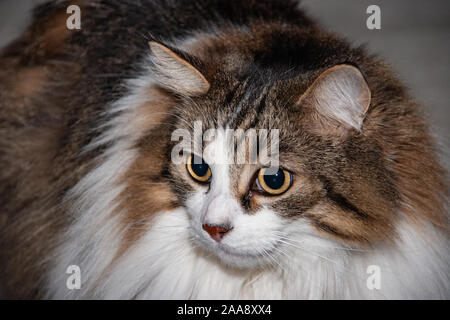 Gatto legno norvegese close up Foto Stock