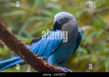 Il Spix's macaw è un macaw nativa per il Brasile. L'uccello è una dimensione medio-parrot. La IUCN riguardo la Spix's macaw come probabilmente estinto nel selvaggio. Foto Stock