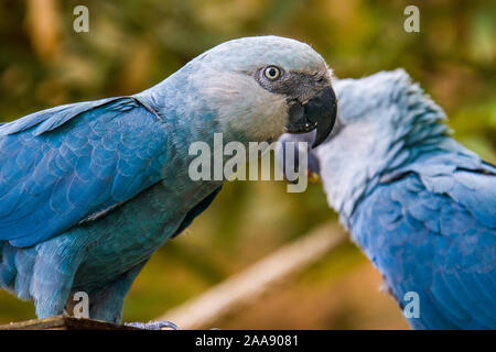 Il Spix's macaw è un macaw nativa per il Brasile. L'uccello è una dimensione medio-parrot. La IUCN riguardo la Spix's macaw come probabilmente estinto nel selvaggio. Foto Stock