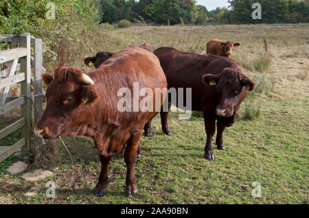 Dexter bovini in un campo. Foto Stock