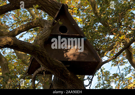 Una forma triangolare Owl box in una struttura appositamente creato per favorire la nidificazione del gufo. Foto Stock