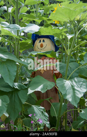 Lo Spaventapasseri in una patch di girasoli vestito in abiti femminili con hat e pinafore abito. Foto Stock