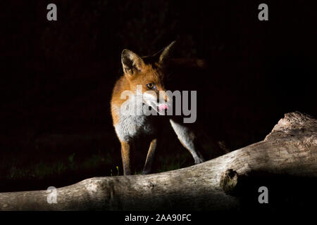 Volpe rossa selvatica, affamata, urbana (Vulpes vulpes) leccando le labbra, isolato nel buio, scavenging in giardino britannico di notte. Foto Stock