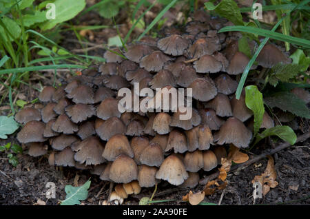 Un grande agglomerato di coppia Coprinopsis atramentaria fungo, comuni tappi di inchiostro, crescente sul pavimento del bosco. Foto Stock